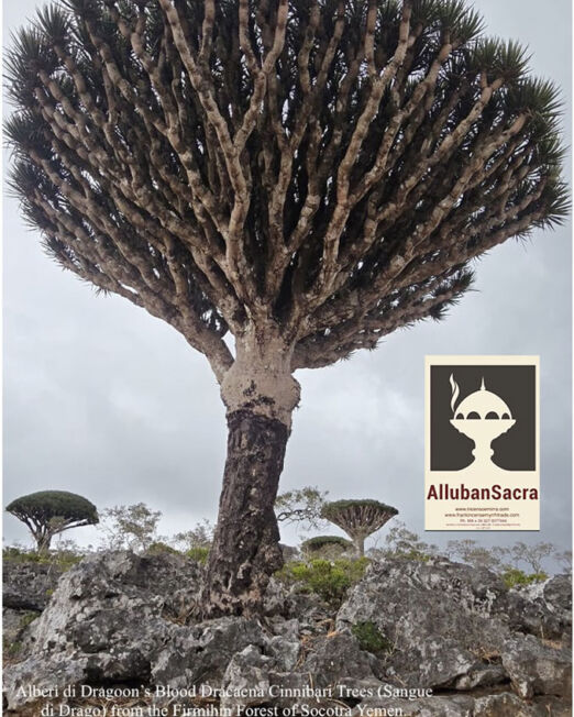 La fotografia descrive gli alberi di Dragon Blood (Sangue di Drago) che crescono nelle foreste di Socotra Yemen, l'immagine è stata pubblicata sul nostro sito web incensoemirra per promuovere il Sangue di Drago venduto con il la nostra marca AllubanSacra